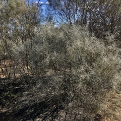 Hakea leucoptera leucoptera