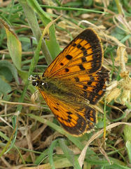 Lycaena 'canterbury common copper'