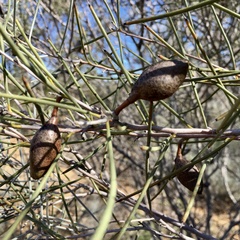 Hakea leucoptera leucoptera