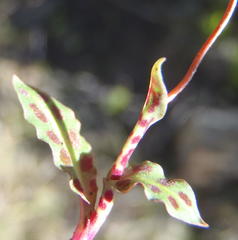 Disa inflexa