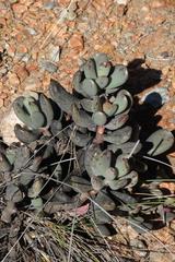 Adromischus mammillaris