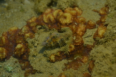 Latirus polygonus