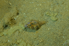 Latirus polygonus