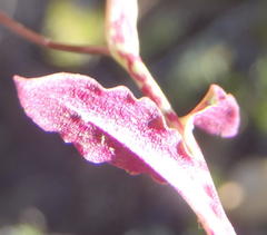 Disa inflexa