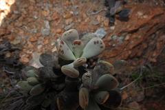 Adromischus mammillaris