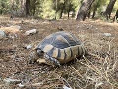 Testudo marginata