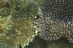 Acropora tenuis