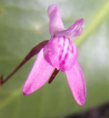 Disa inflexa
