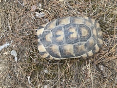 Testudo marginata