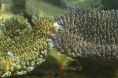 Acropora tenuis