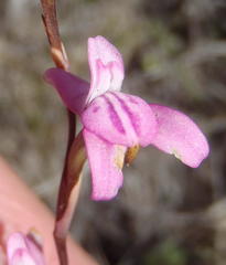 Disa inflexa
