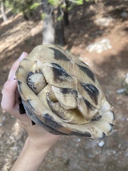 Testudo marginata