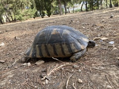 Testudo marginata