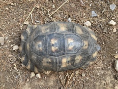 Testudo marginata