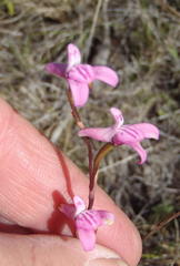 Disa inflexa