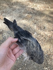 Columba livia domestica