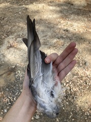 Columba livia domestica