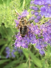 Apis mellifera