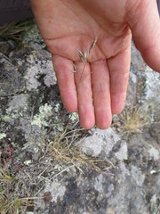 Rytidosperma buchananii