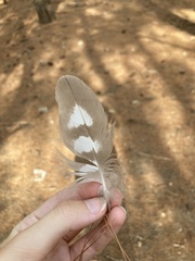 Accipiter nisus