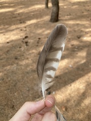 Accipiter nisus