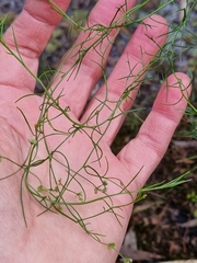 Platysace heterophylla heterophylla