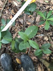 Microtropis yunnanensis