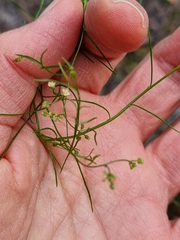 Platysace heterophylla heterophylla