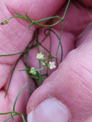 Platysace heterophylla heterophylla