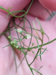 Platysace heterophylla heterophylla