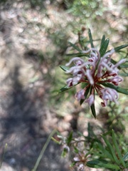 Grevillea phylicoides