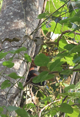 Callosciurus prevostii