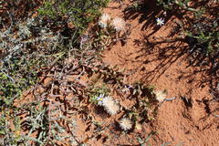Mesembryanthemum sinuosum