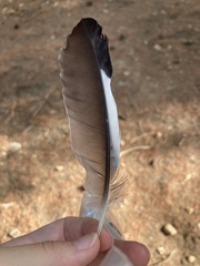 Garrulus glandarius graecus