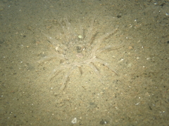 Harenactis attenuata