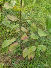 Mitragyna parvifolia