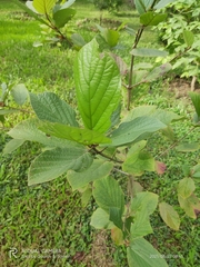 Mitragyna parvifolia