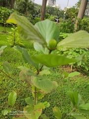 Mitragyna parvifolia