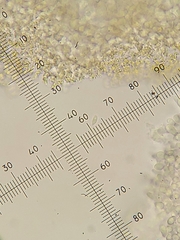 Marasmius armeniacus