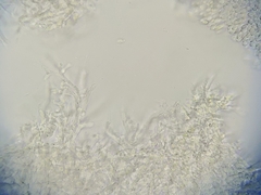 Marasmius armeniacus