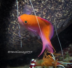 Nemanthias bicolor