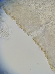 Marasmius armeniacus