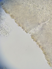 Marasmius armeniacus