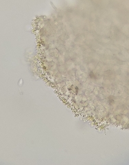 Marasmius armeniacus