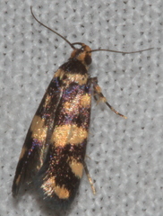 Catadoceta xanthostephana