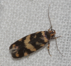 Catadoceta xanthostephana