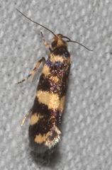 Catadoceta xanthostephana