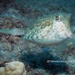 Roundbelly Cowfish - Photo (c) Craig Fujii, some rights reserved (CC BY-NC-ND), uploaded by Craig Fujii