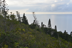 Araucaria scopulorum