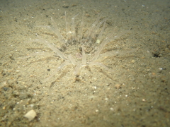 Harenactis attenuata